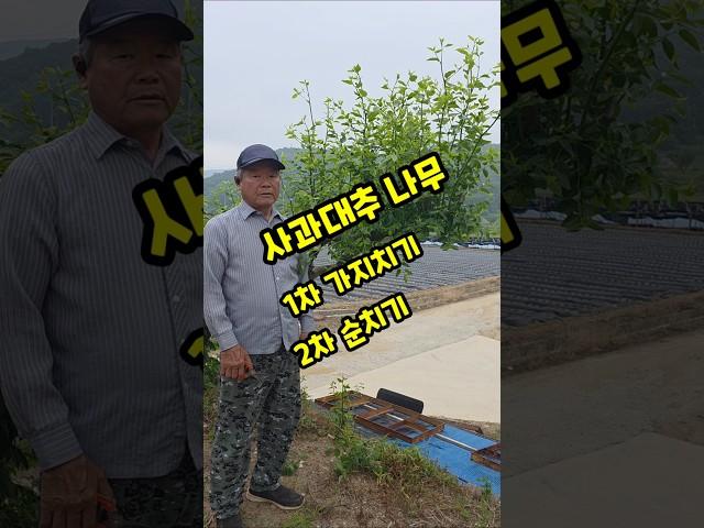 사과대추 나무 순치기 #shorts