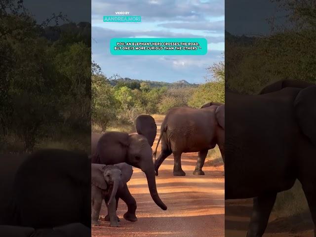 Curious Baby Elephant Stops To Cross The Road