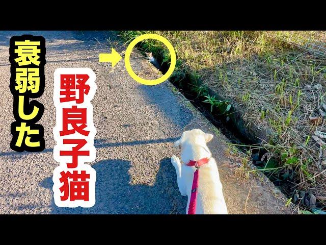 犬に助けを求める野良子猫を保護しました／衰弱しながらも勇気を出した子猫