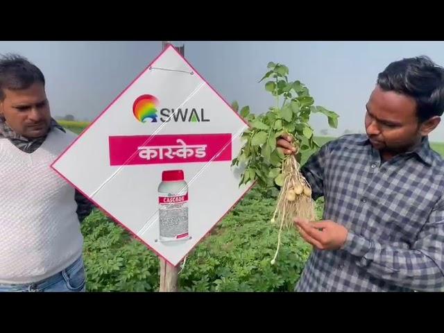 Cascade#potato#seedtreatment#SWAL #uttarpradesh ( Potato seed treatment by Swal Cascade )