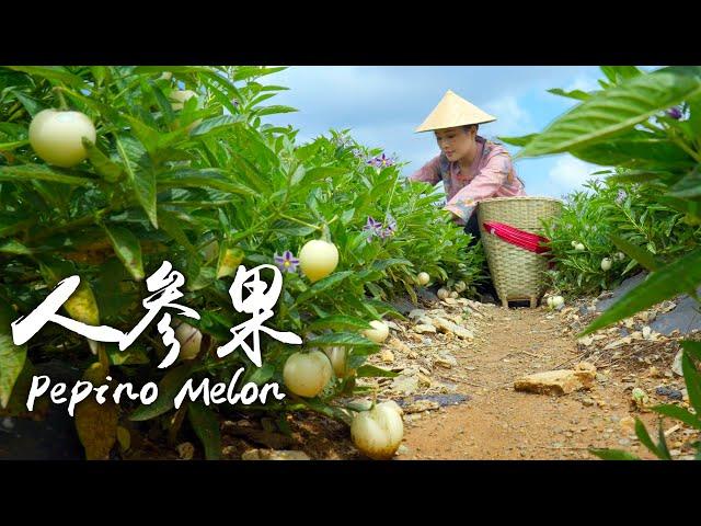 「One Fruit for a Table」Pepino Melon - "Water Bomb" in the Fruit World, Fairy Fruit in Fairy Tales