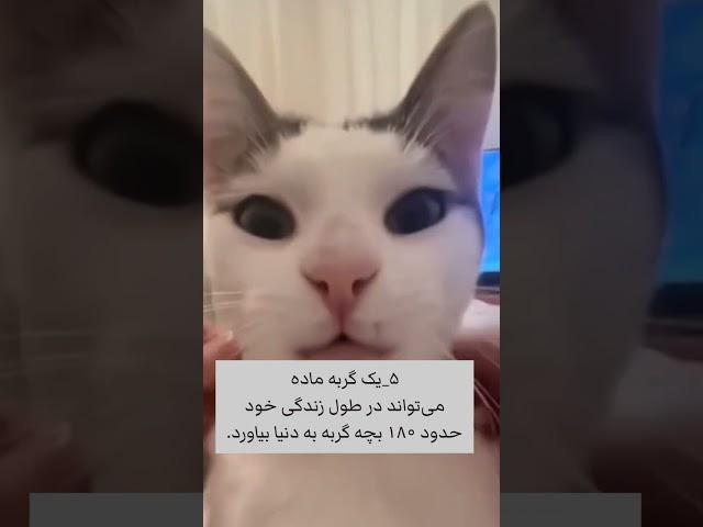 چند ویدیوی بامزه از گربه‌های دوست داشتنی. #catvideos #گربه #بامزه #فکت