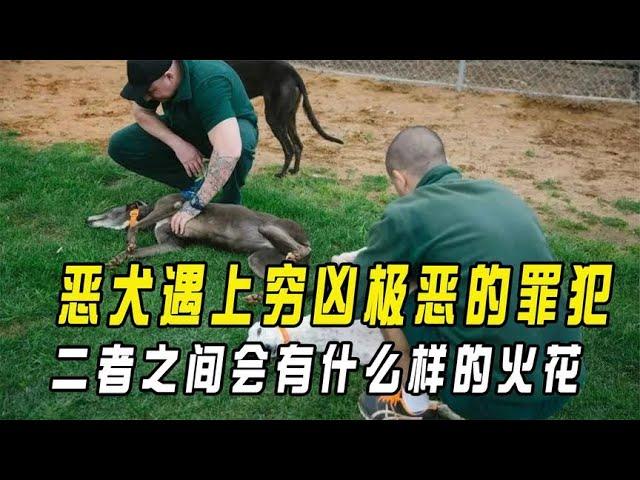 蹲监狱还能养宠物？让罪犯饲养恶犬，二者之间会有什么样的火花？