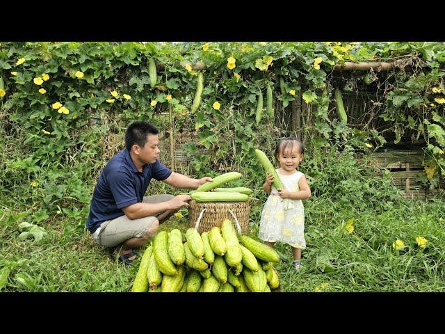 Harvesting sponge gourd goes to the market sell/XuanTruong