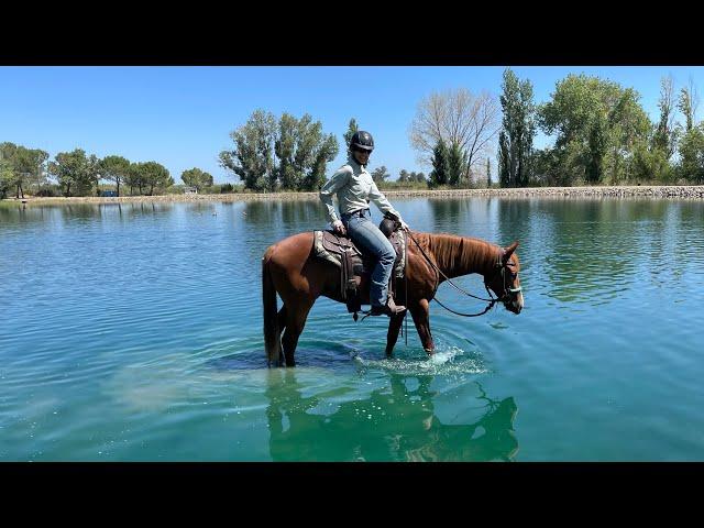 2 yr old Flynn 35 days under saddle