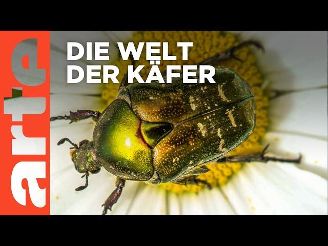 Käfer - Fabelhafte Insekten | Doku HD | ARTE