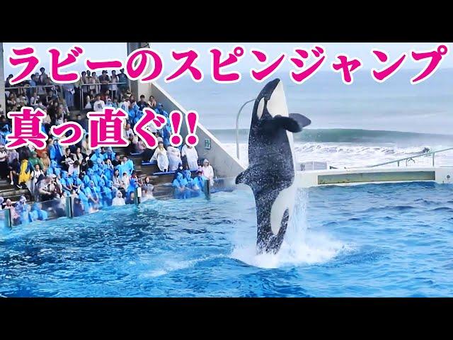 天才シャチ「ラビー」のスピンジャンプが美しすぎる!! 鴨川シーワールド シャチショー KamogawaSeaWorld  orca killerwhale