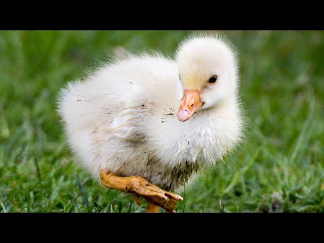  10 Baby Birds Sharing Food With Each Other 