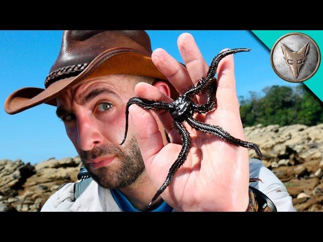 Creepy Tide Pool Creatures!