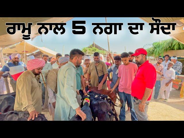 ਰਾਮੂ ਨਾਲ 5 ਨਗਾ ਦਾ ਸੌਦਾ #goatfarming #bakramandi #farming #goats