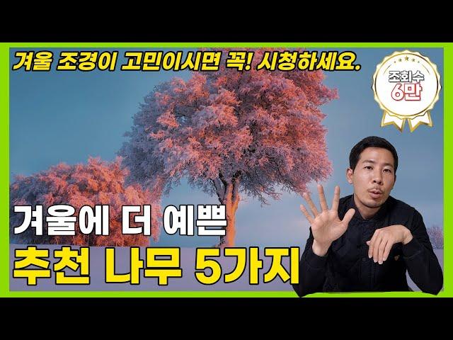 키우기 쉽고 겨울이 더 예쁜 조경수 나무 5가지 추천!