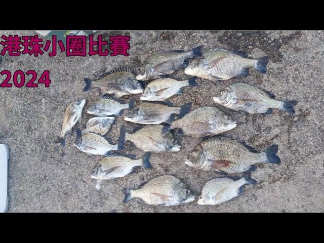 港珠橋墩小圈比賽 2024 #fishing #港珠澳