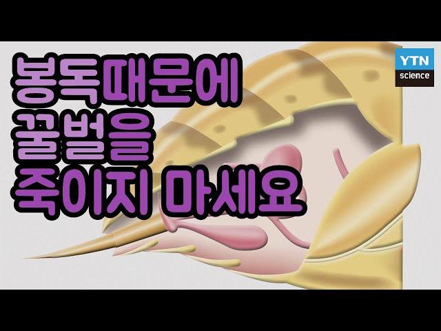 꿀벌을 죽이지 않고 봉독을 채취하는 방법 / YTN 사이언스