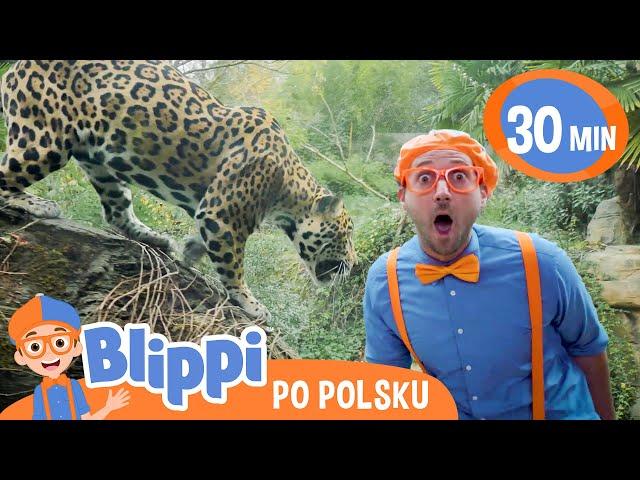 Blippi w ZOO: Poznajmy Dzikie Zwierzęta  | Bajki i piosenki dla dzieci po polsku | Moonbug Kids