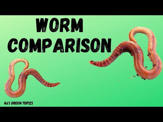 Composting Worms Comparison - Red Wigglers And European Nightcrawlers/Red Wigglers Vs Nightcrawlers