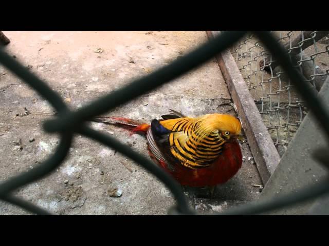 물향기수목원 (Mulhyanggi Arboretum) 06 - 관상조류원