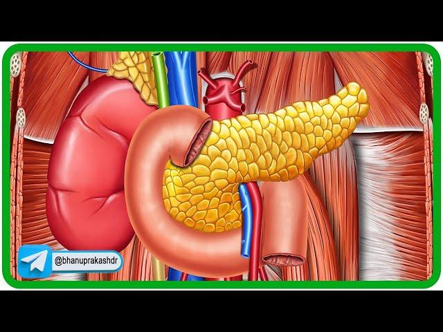 Duodenum Anatomy 3D Animation: Parts, Relations, Blood supply, Nerve supply, and Venous drainage