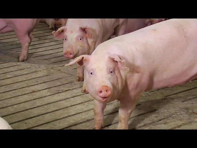 Swine Herd Health Basics
