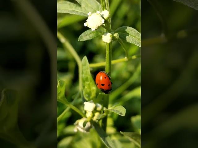 Сонечка,  Coccinella, Кокцінелі́ди #Coccinella #Кокцінелі́ди. #сонечка