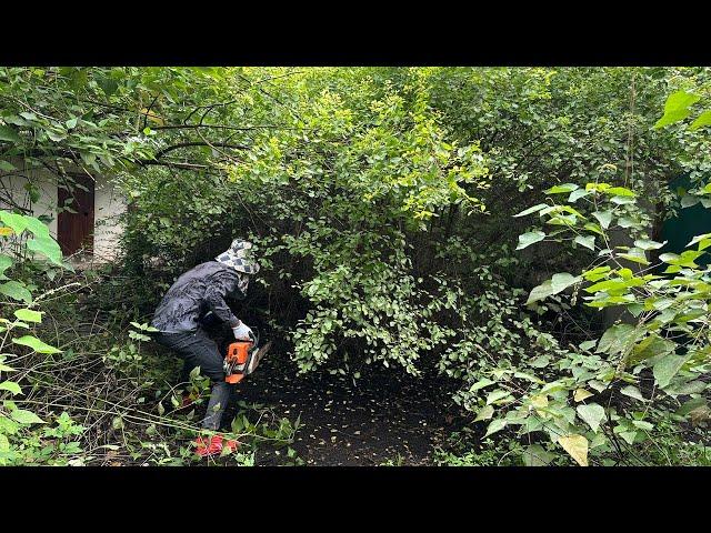Strange Sounds While Cleaning the House Vegetation Covering the Garden Foot Sawing Part 1
