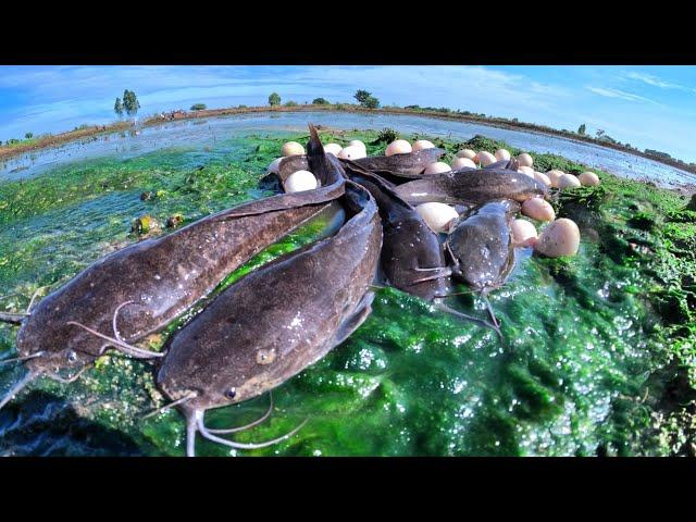 TOP VIDEO! Catch many fish and collect eggs in the rice fields by the hands of a clever fisherman