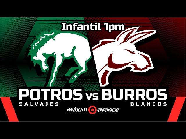 INFANTIL MAXIMO AVANCE EN VIVO: POTROS SALVAJES vs BURROS BLANCOS #ONEFA #maximoavance