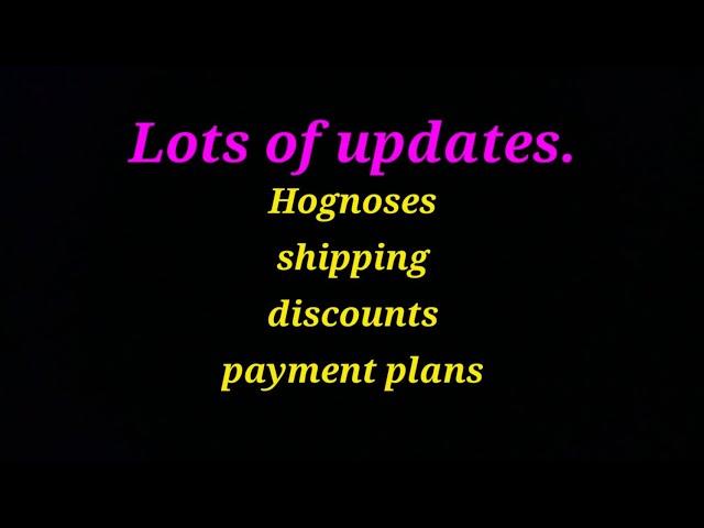 Updates, Hognoses, Shipping, Payment plans!!