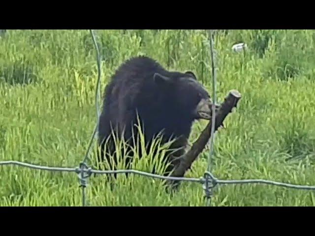 Goofy bear plays with giant stick