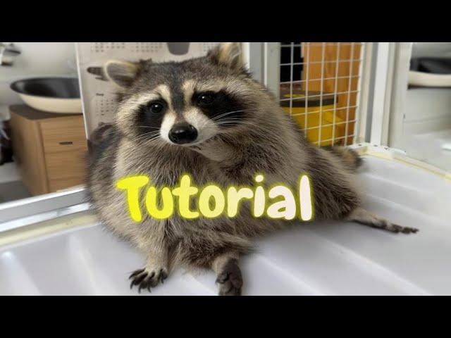 How to become Raccoon 