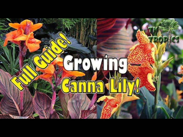 Growing Canna Lily - Full Guide!