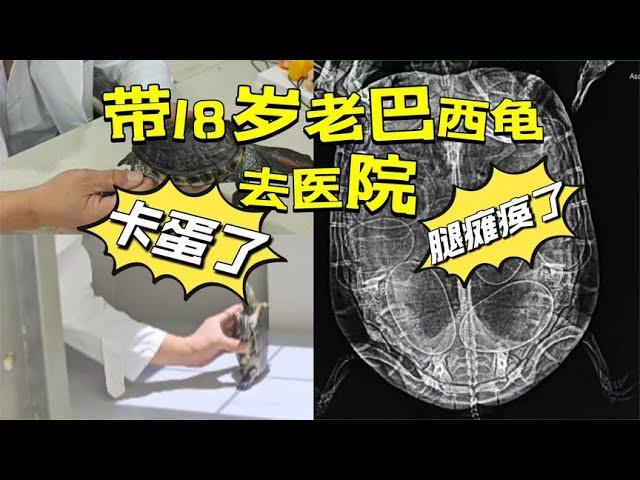 18岁老巴西龟后肢瘫痪，怀疑卡蛋导致，带它去看医生居然这么多蛋