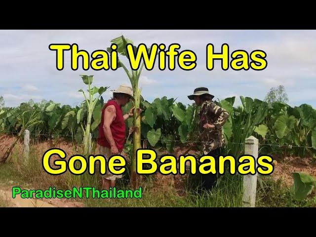 ParadiseNThailand Goes Bananas