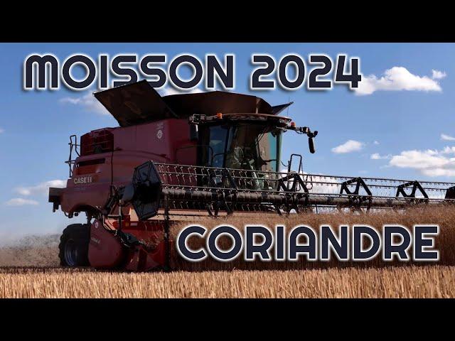 MOISSON CORIANDRE 2024 - CASE IH 7250