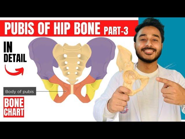 pubis of hip bone anatomy | attachments of hip bone anatomy 3d | bones of lower limb anatomy