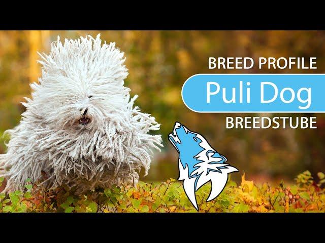 ► Hungarian Puli Dog Breed [2020] Temperament & Training