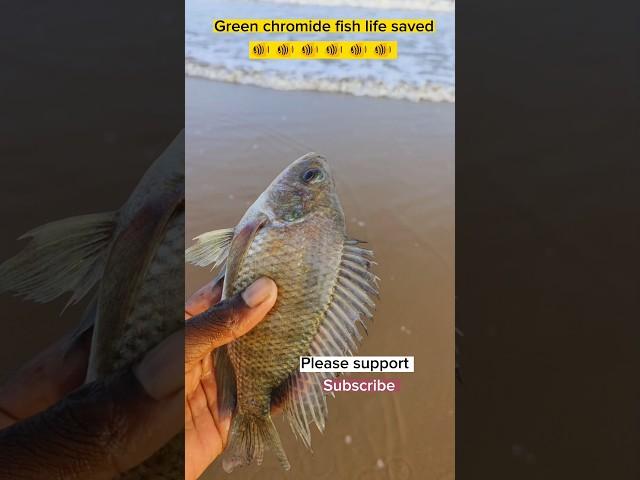 Rescue completed, green chromide fish life saved today #trending #ytshorts #respect #viralvideo