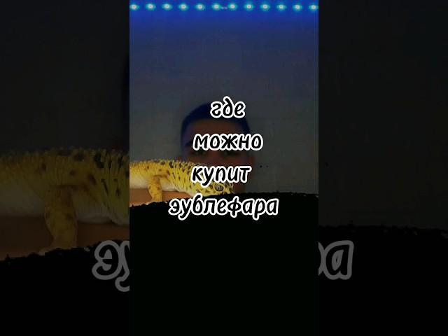 ГДЕ КУПИТЬ ЭУБЛЕФАРА? #эублефар #питомцы #lizard