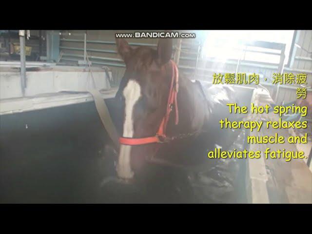 【馬壇八卦】金鎗六十游水輸咗日本馬獨有溫泉療法 [Horse Salon] Golden Sixty, Aethero, swimming, hot spring, etc