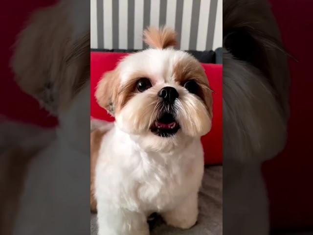 shihtzu Dog Barking| ShihTzu barking #dogs #shihtzupuppies