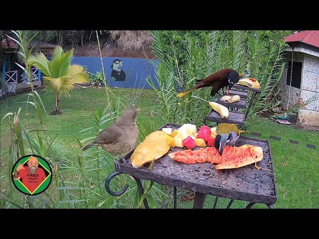 Costa Rica Live Bird Fruit Feeder Cam | Gingerbread Nuevo Arenal