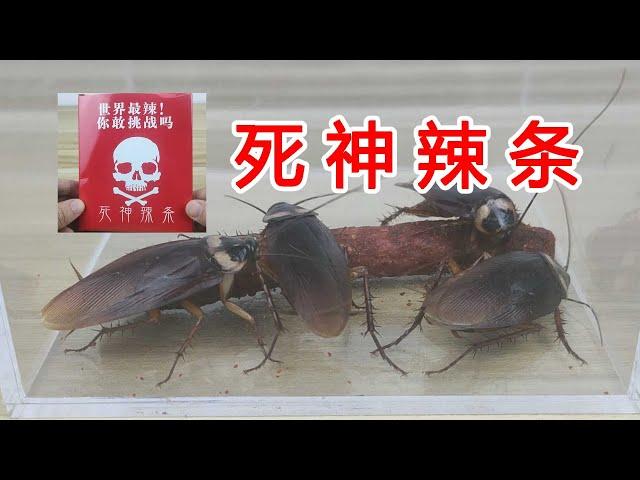 the cockroach is going to challenge the world's hottest spicy noodles