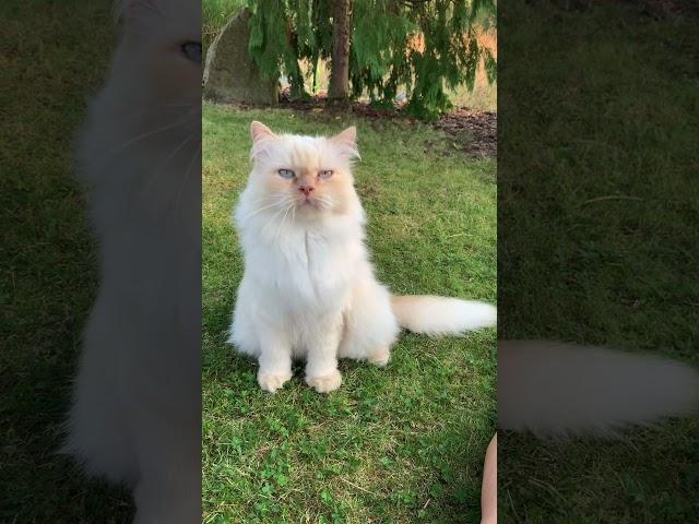 Simba and Nala around the garden 