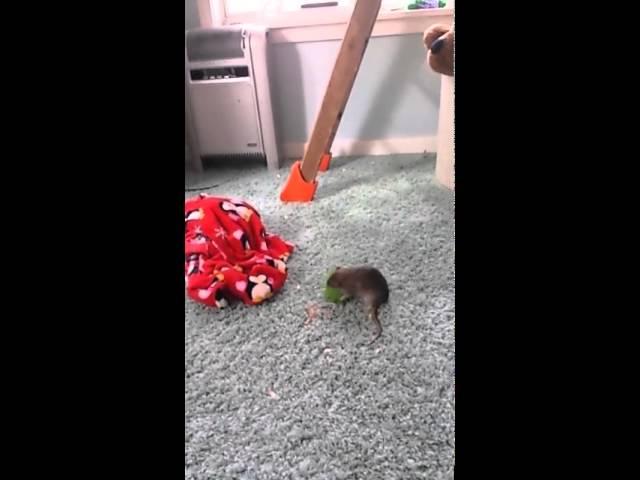 ratty fun with squishy ball!