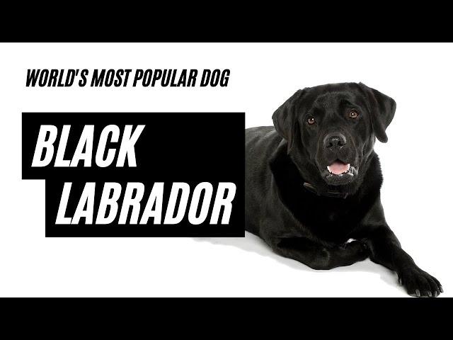 Black Labradors Summary | Black Labrador Dog | Black Labrador Personality | Black Lab | Labrador