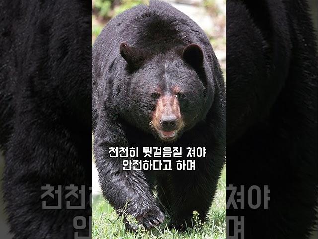 산에서 곰을 만나면 어떻게 해야 할까?