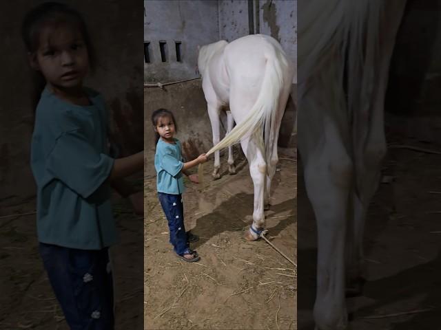 Rupal stud farm  colt for sell mo.9724588670 #rupalstudfarm