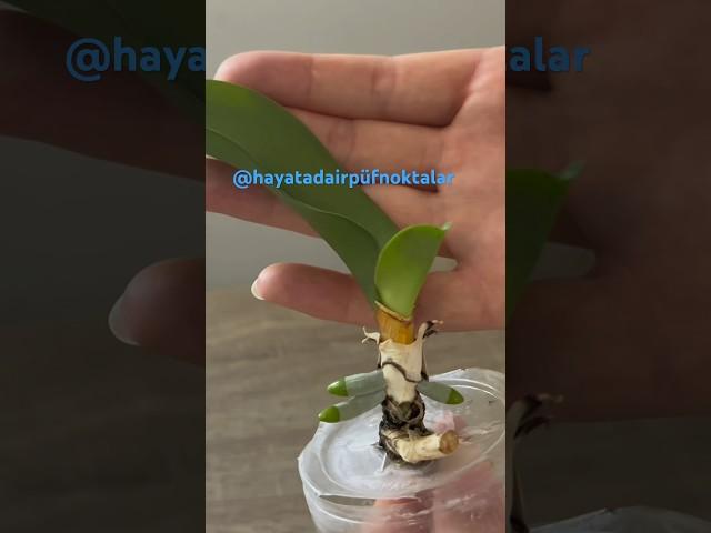 Root a rootless orchid with 1 garlic clove.for the rest of the video~#hayatadairpüfnoktalar ,#plants