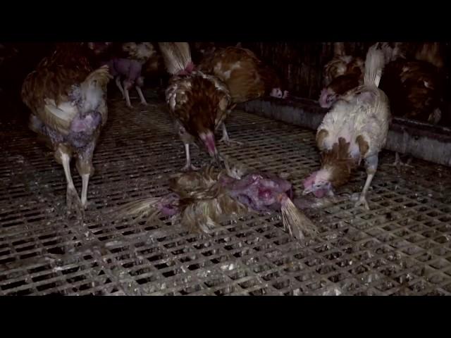 This Is 'Free-Range': PETA Exposes the Grim Reality of Life on a British Egg Farm