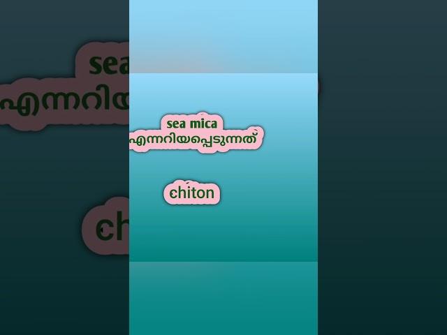 hsa natural science/ topic wise class/ chiton/ mollusca