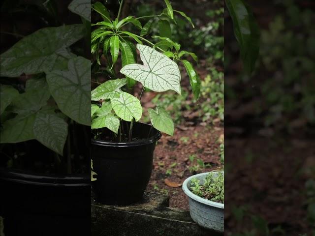 Rain brings the garden to life ️ #rain #plants #gardening